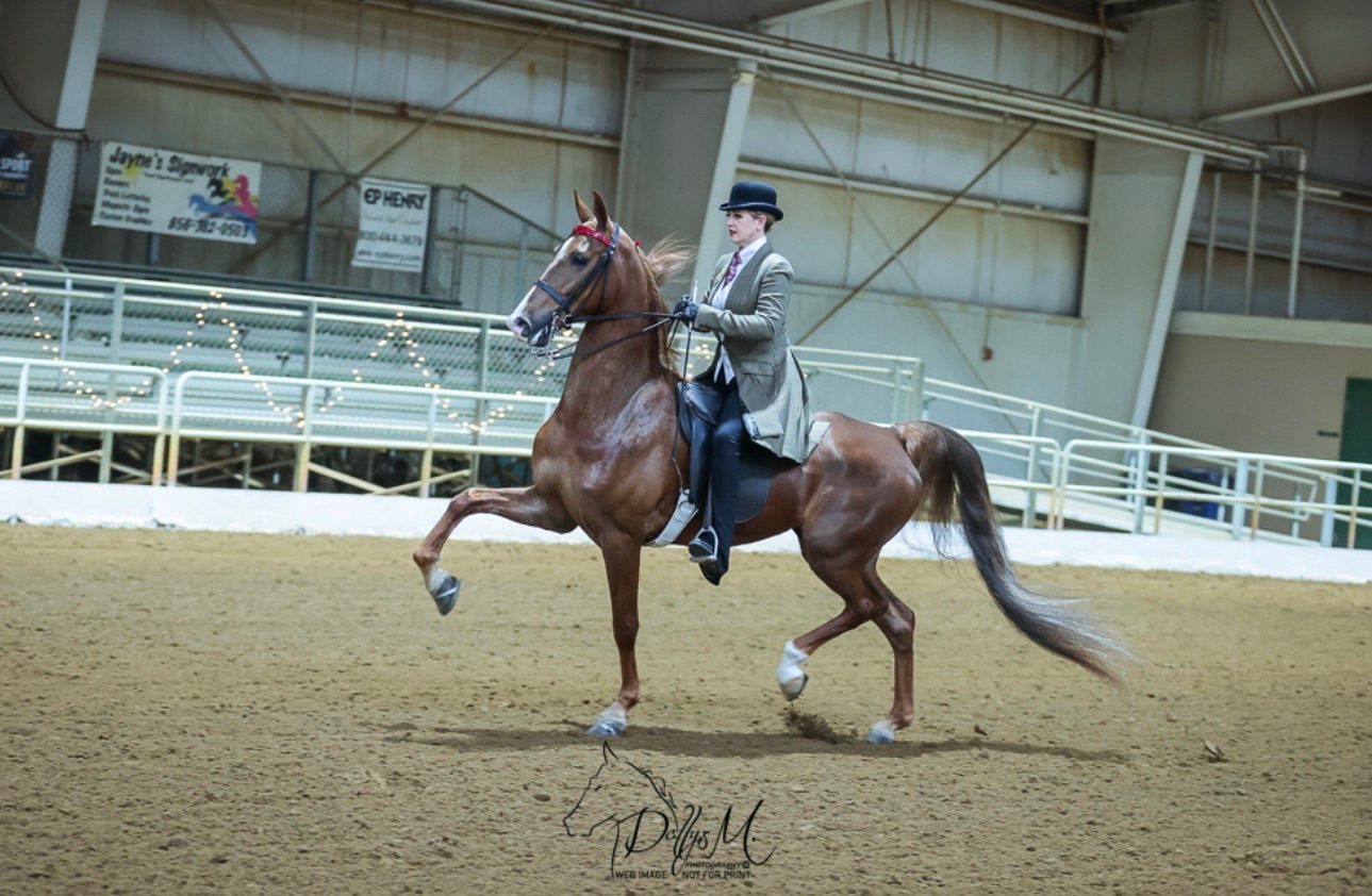 Cora/SH Queen of Corona — photo 1 of 6